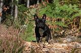 BOULEDOGUE FRANCAIS 315